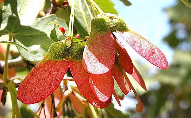 Semillas voladoras de Arce de Granada, con forma de cuernos de alce