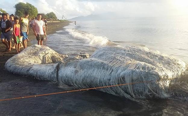 «Viene un tsunami»: la enorme y extraña criatura peluda hallada en la playa desconcierta a los filipinos