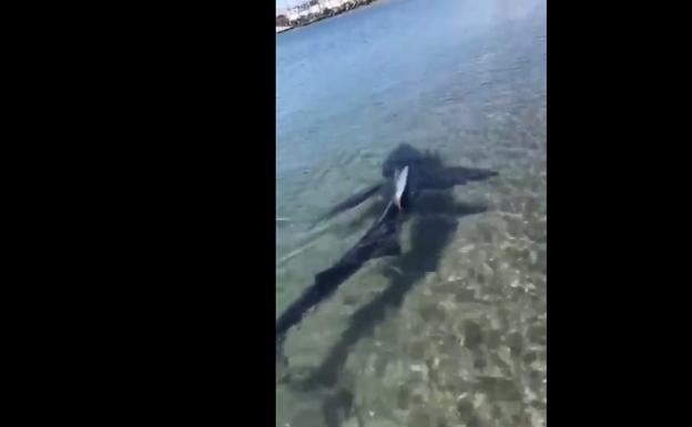 Alarma en las playas de Andalucía: avistan un tiburón en Fuengirola