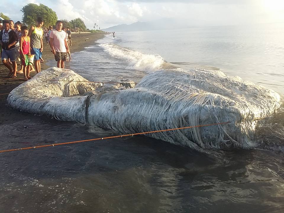 Fotos: La enorme y extraña criatura peluda hallada en la playa desconcierta a los filipinos