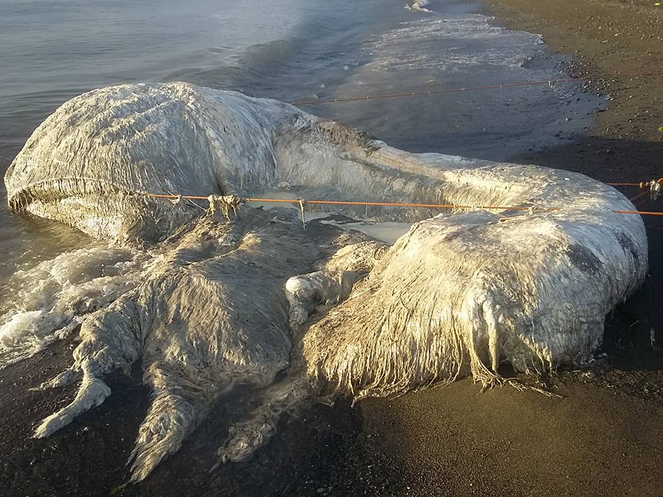 Fotos: La enorme y extraña criatura peluda hallada en la playa desconcierta a los filipinos