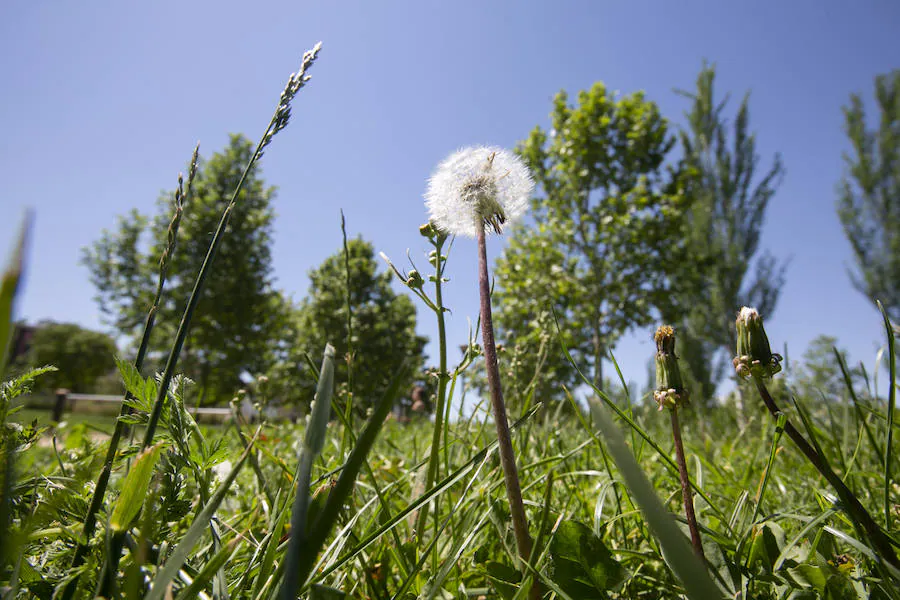 Se trata de una estampa clásica en la primavera granadina