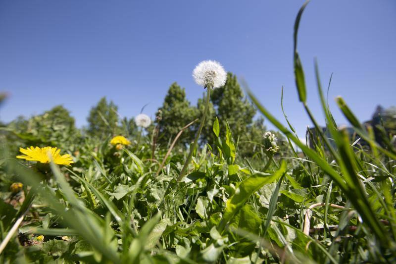 Se trata de una estampa clásica en la primavera granadina