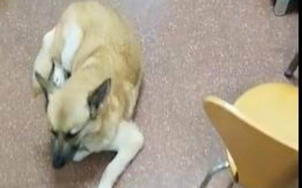 Mueren dos perros en la Vega de Acá tras sufrir una intoxicación 