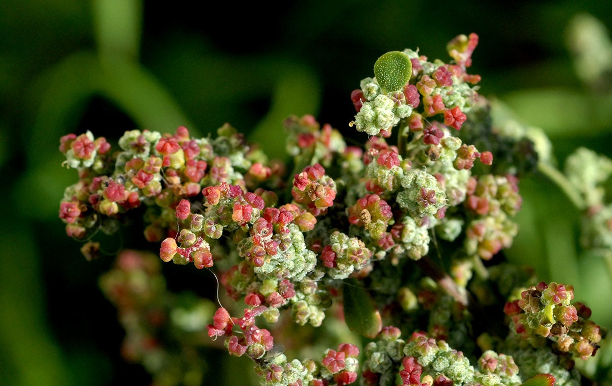 Cenizo. Chenopodium murale se utiliza en Alhama para aromatizar los braseros y chimeneas.