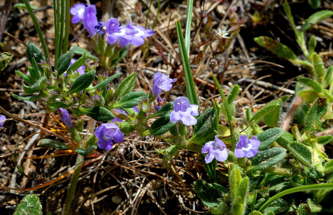 Té de la sierra. Acinos alpinus es una planta habitual en las sierras de Granada, Jaén y Almería, donde se vende en mercadillos.