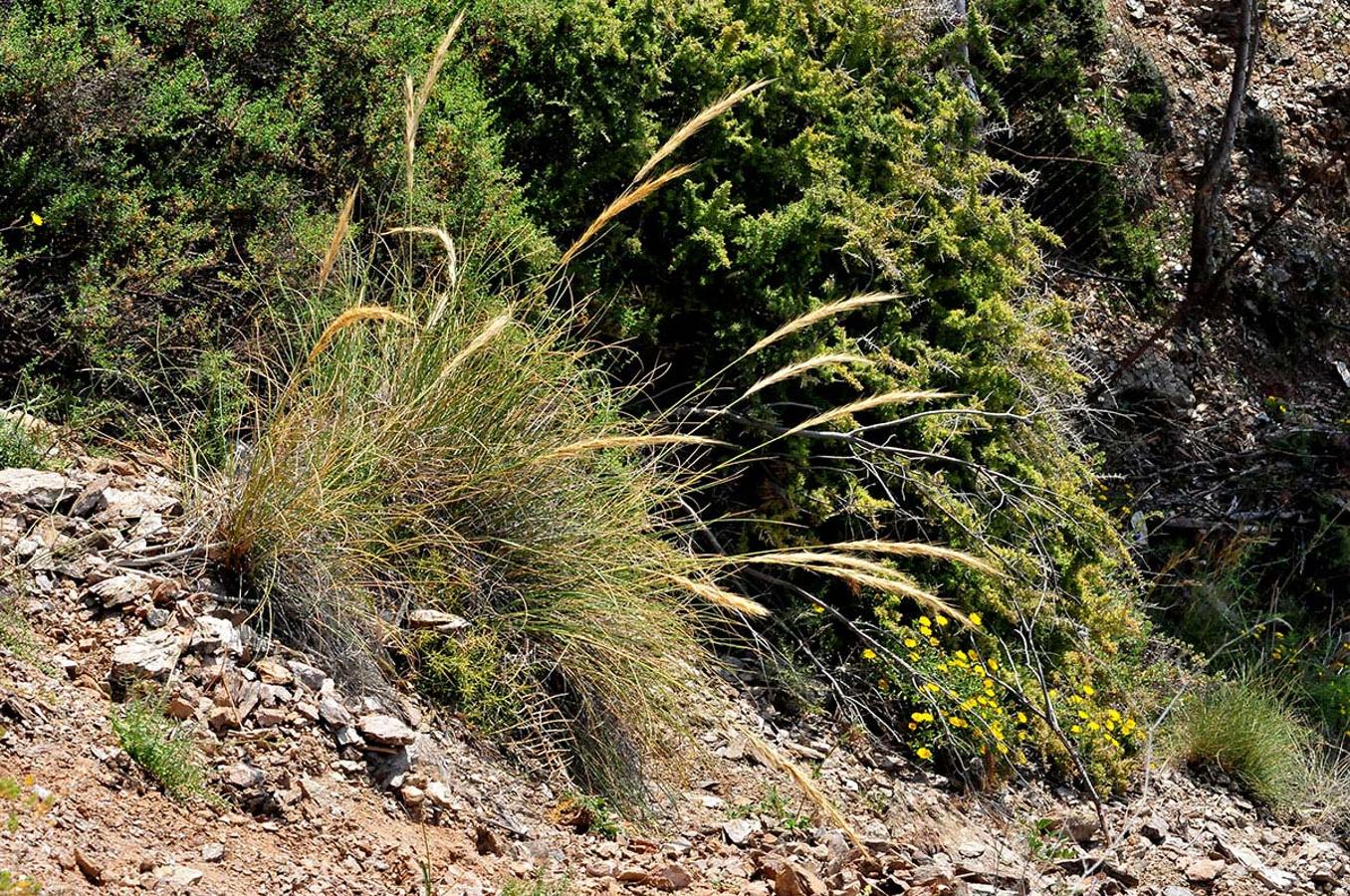 Esparto. Stipa tenacissima, es la más utilizada para útiles rurales, cestería, arreos de animales e incluso cuerdas y ropa.