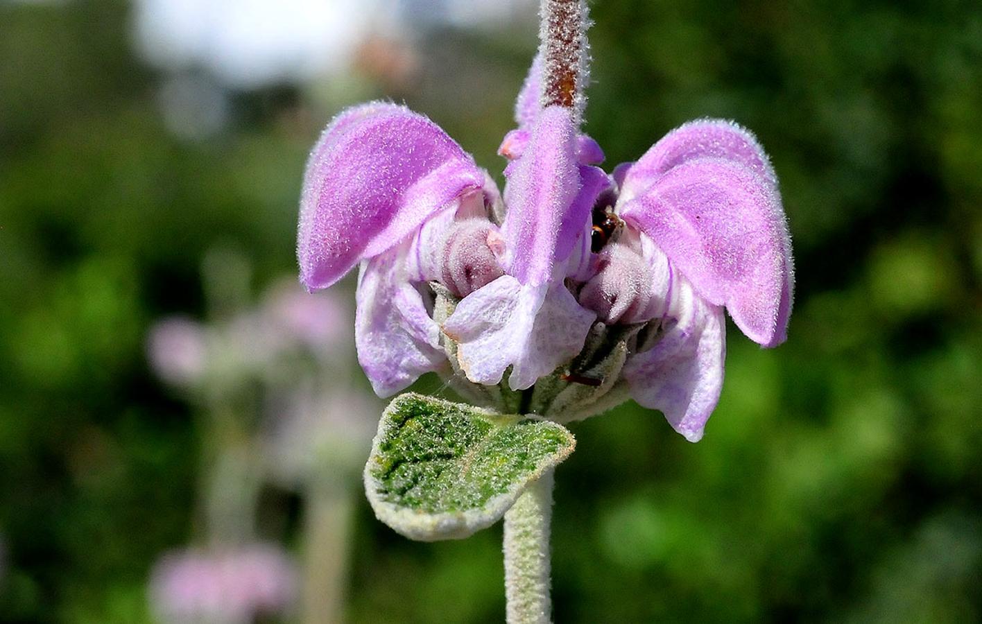 Matagallos. Phlomis purpurea, se utiliza en Almería y Granada como mechero de yesca, y se masca como golosina.