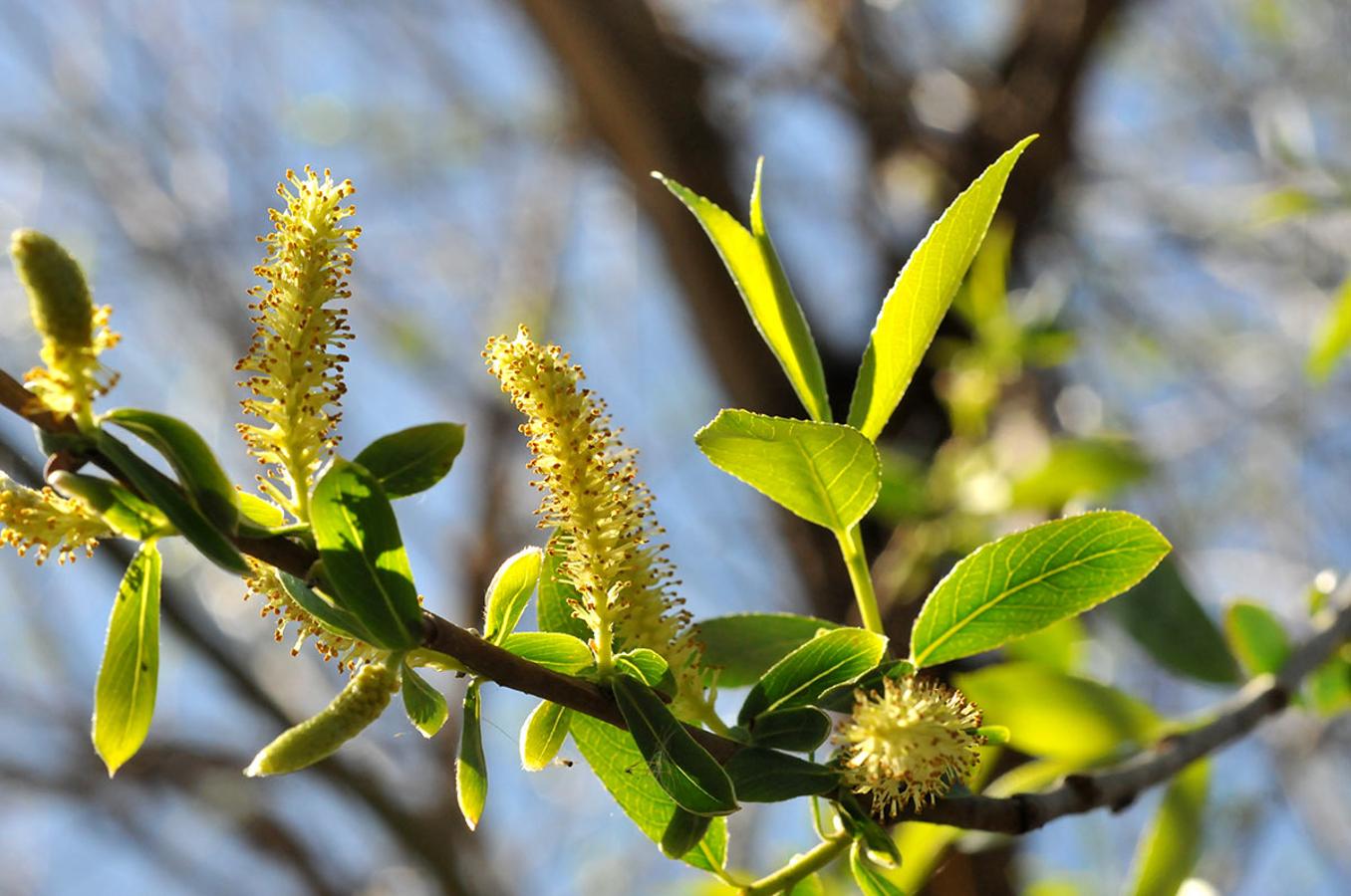 Mimbre. Salix fragilis, se usan sus ramas finas para fabricar cestos y muebles.