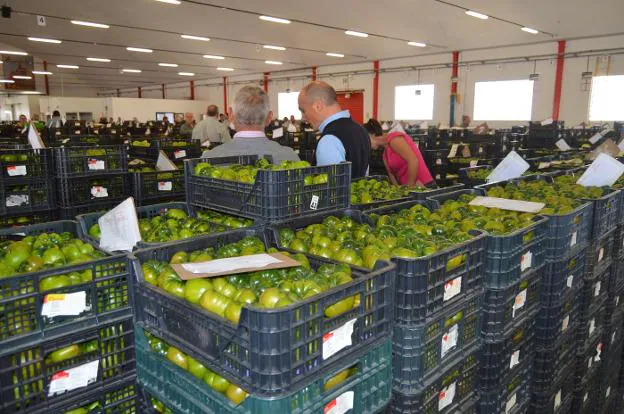 Tomate cultivado en la provincia de Almería, en uno de los centros de venta a través de subasta.