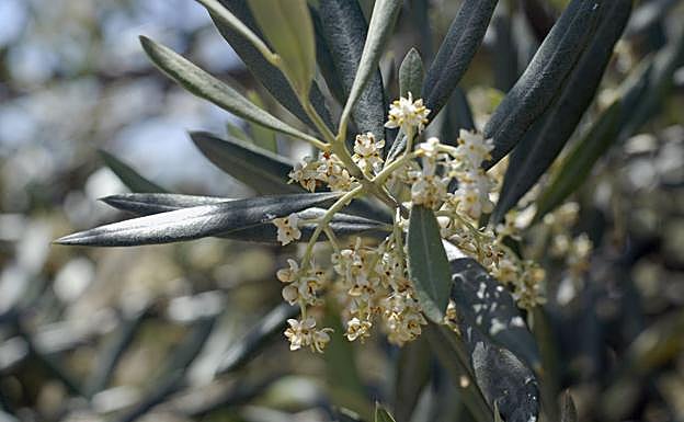 Primer gran ascenso del nivel del polen del olivo en Jaén