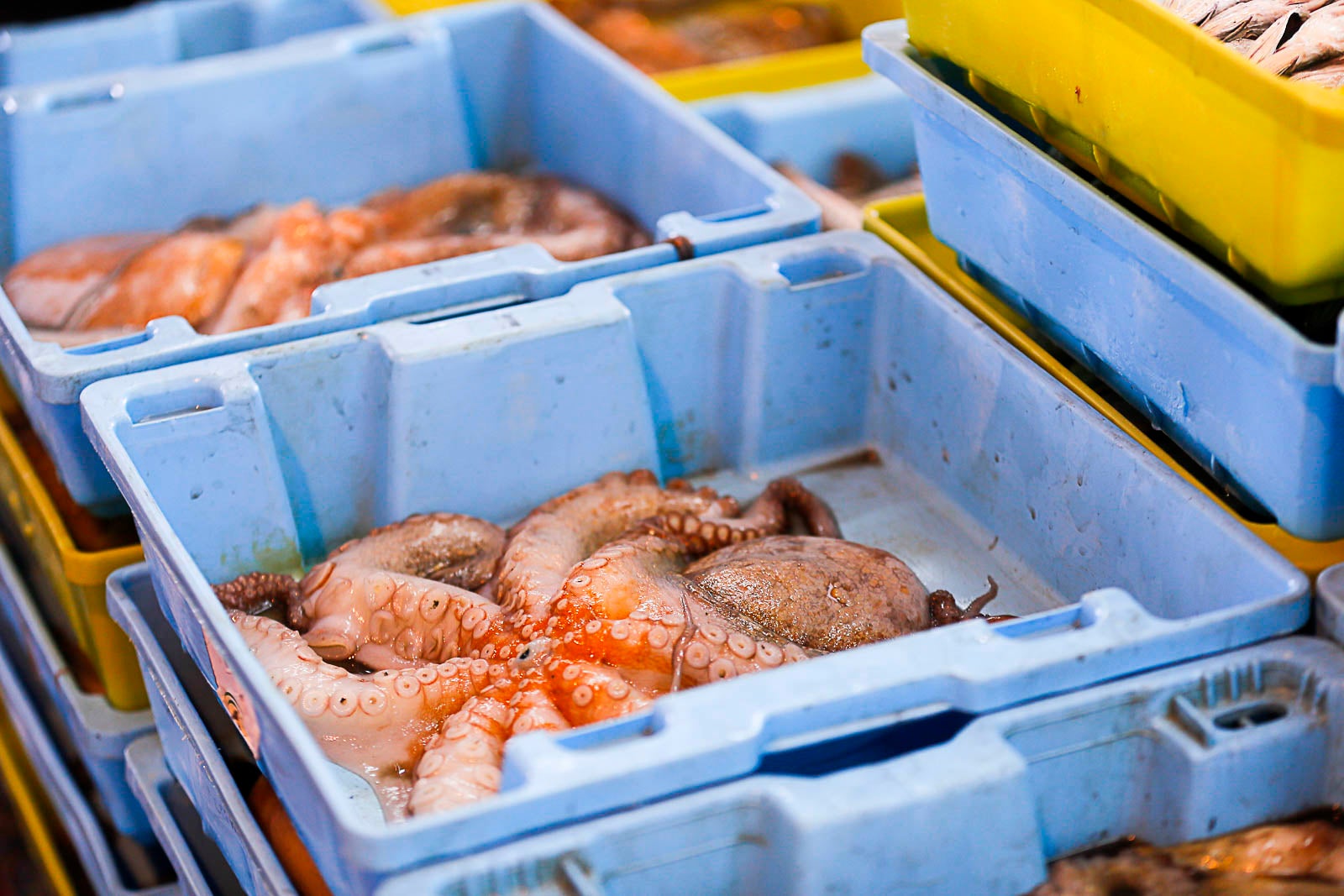 Los pescadores de arrastre podrán salir menos días a faenar y les será menos rentable ir a por esta cotizada especie, cuya pesca es compleja