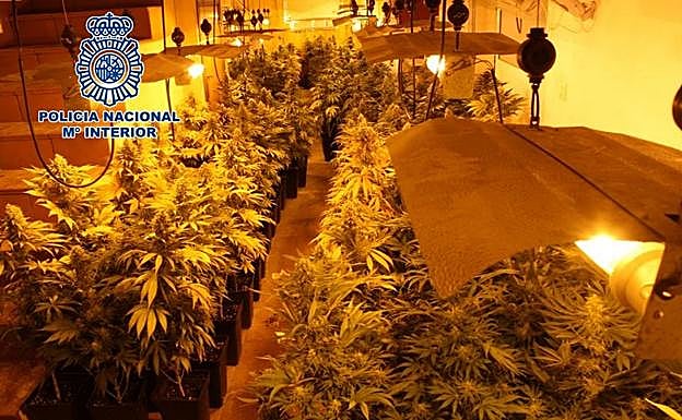 Desmantelan tres plantaciones de interior con más de 1.000 plantas de marihuana