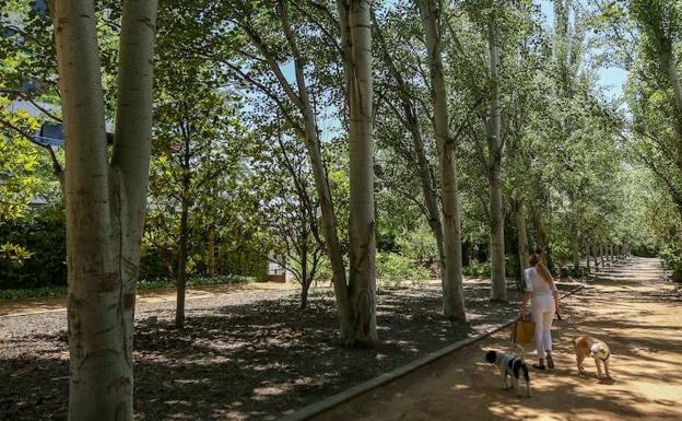 Cuatro lugares a evitar en Granada si eres alérgico al polen del olivo