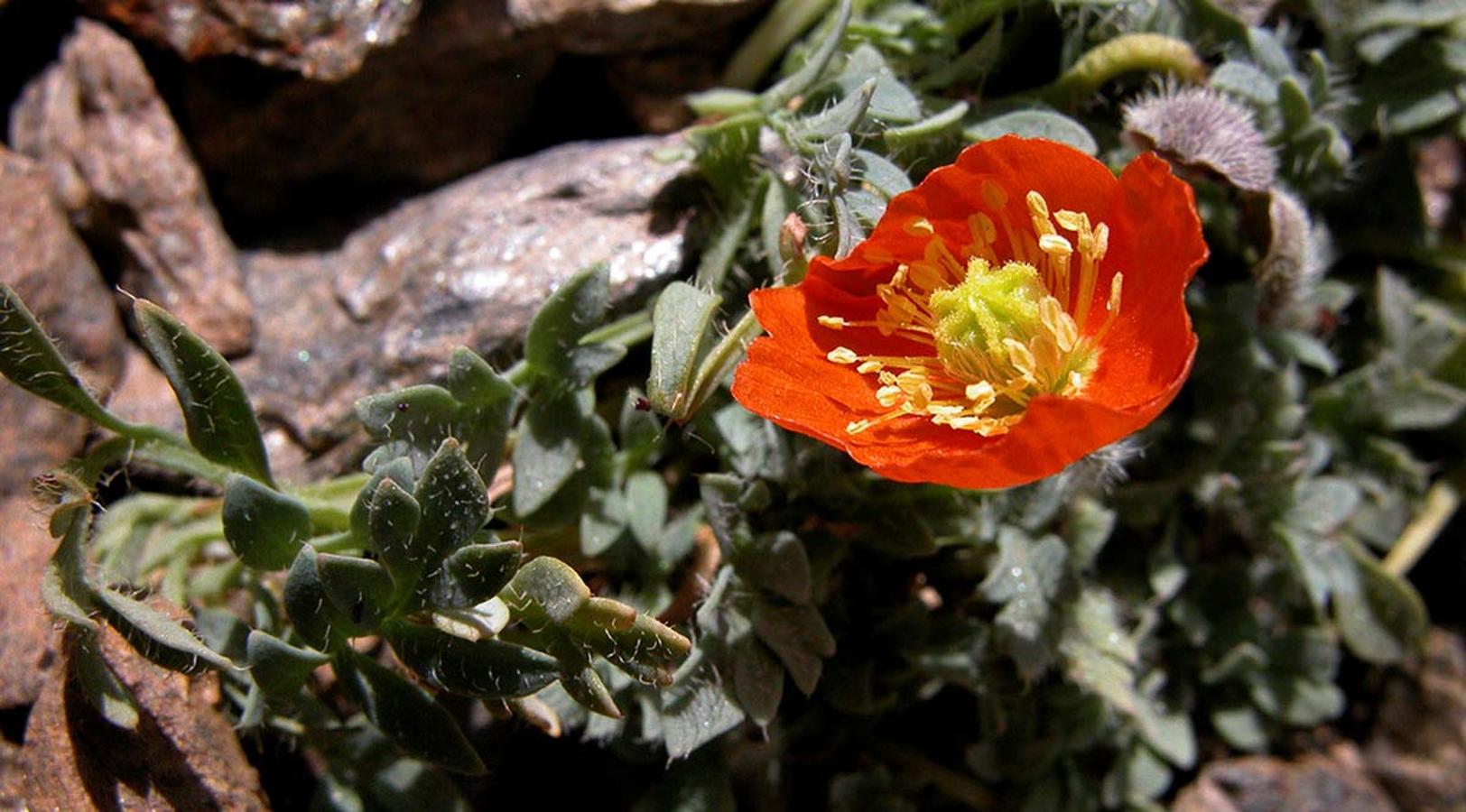 AMAPOLA DE SIERRA NEVADA. A pocos metros de la cumbre del Mulhacén crece Papaver lapeyrousianum. Aparece en las grietas entre las rocas a más de 3.400 metros de altitud. La subida de temperaturas y el descenso de la nieve le obligan a ascender, pero ya ha alcanzado la cima.