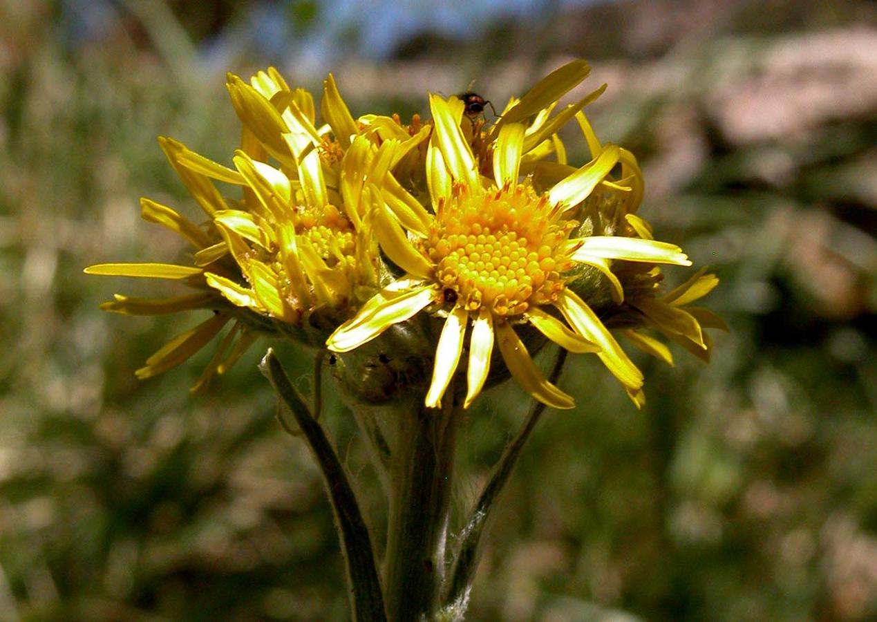 TEPHROSERIS ELODES. Endémica de Sierra Nevada, vive en bordes de arroyos y manantiales de alta montaña, hábitats que se reducen y están antropizados por la ganadería y deriva de aguas. 