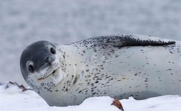 Conoce más acerca de la temible foca leopardo de la Antártida