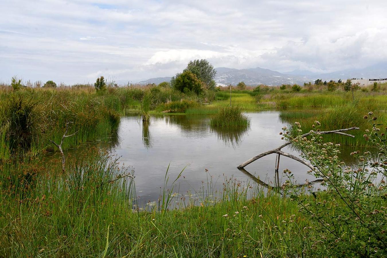 Charca de Suárez, laguna de limícolas