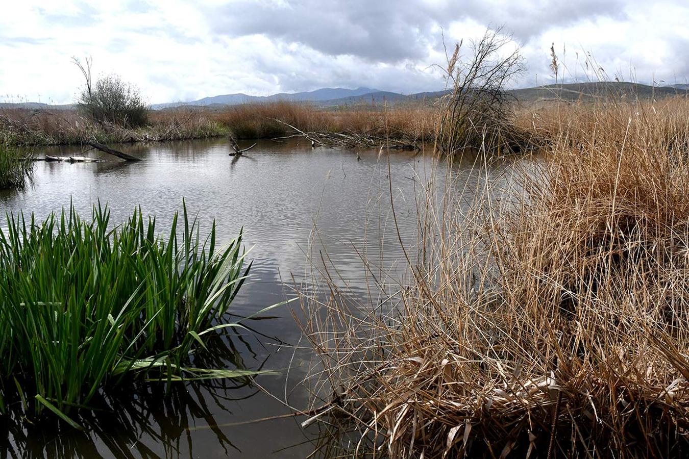 Laguna de Padul junto al sendero del Mamut