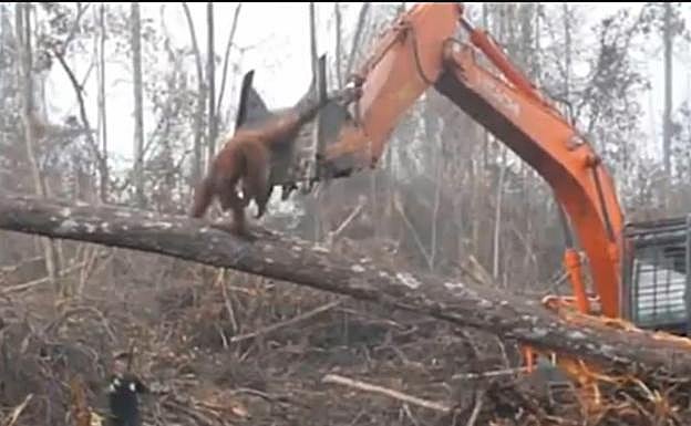 El desgarrador vídeo de un orangután tratando de frenar a la excavadora que destruye su hábitat