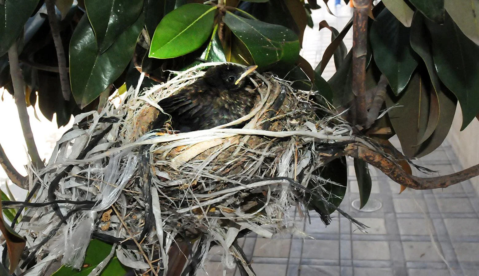 UN polluelo de mirlo crece en el nido construido con cuerdas, plásticos y residuos urbanos en un árbol ornamental de la plaza del Carmen, en Granada