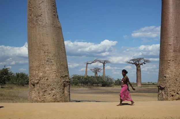 Los baobabs están considerados como árboles sagrados en África. 