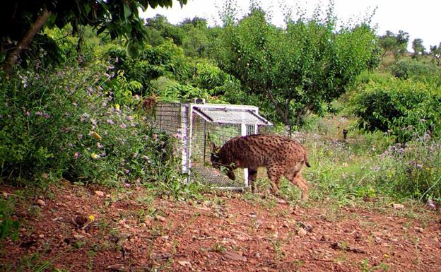 El momento en el que el lince viajero cayó en la trampa que le pusieron en Cataluña, el pasado 6 de junio. 