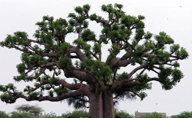 Comienzan a morir algunos de los árboles más viejos del planeta