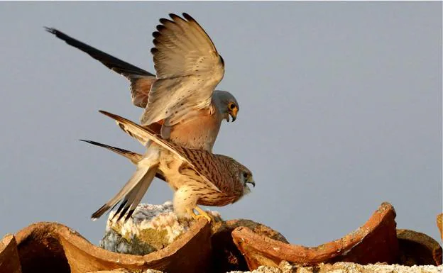 Una pareja de cernícalo primilla durante una cópula en el tejado de un cortijo.