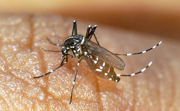 Ejemplar de mosquito tigre, aedes albopictus, cuya picadura es dolorosa y produce el enrojecimiento de la piel.