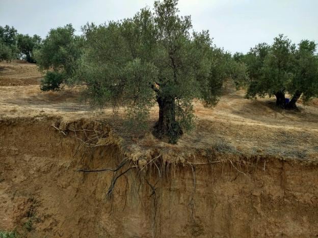 Un olivo 'colgando' al borde de una cárcava, a punto de quedarse sin suelo para sostenerse.