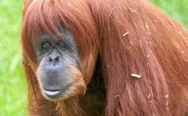 Muere el orangután más viejo del mundo a una edad nunca vista