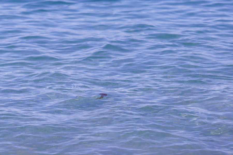 La Costa granadina se llena de 'cazadores' de medusas que ayudan a aliviar la orilla