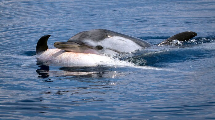 Estudian si los delfines pueden sentir luto como los humanos