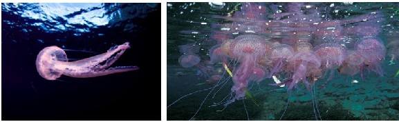 Pelagia Noctiluca. Su veneno podría causar incluso problemas respiratorios, cardiovasculares y dermatológicos durante semanas y hasta meses