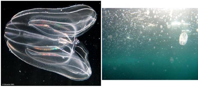 Mnemiopsis leidyi. Peligrosidad ninguna