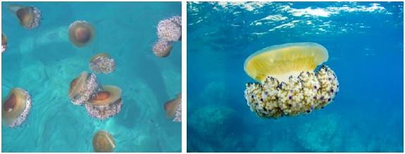 Cotylorhiza tuberculata. Peligrosidad baja por la escasa longitud de los tentáculos y su baja densidad