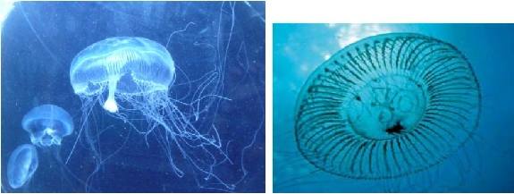 Aequorea forskalea. Peligrosidad ninguna.