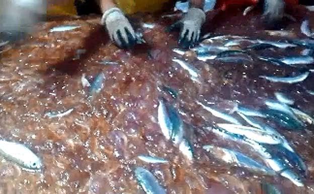 El vídeo que impacta a España: más medusas que peces en las redes de estos pescadores
