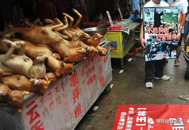 Perros expuestos en una carnicería durante el festival.