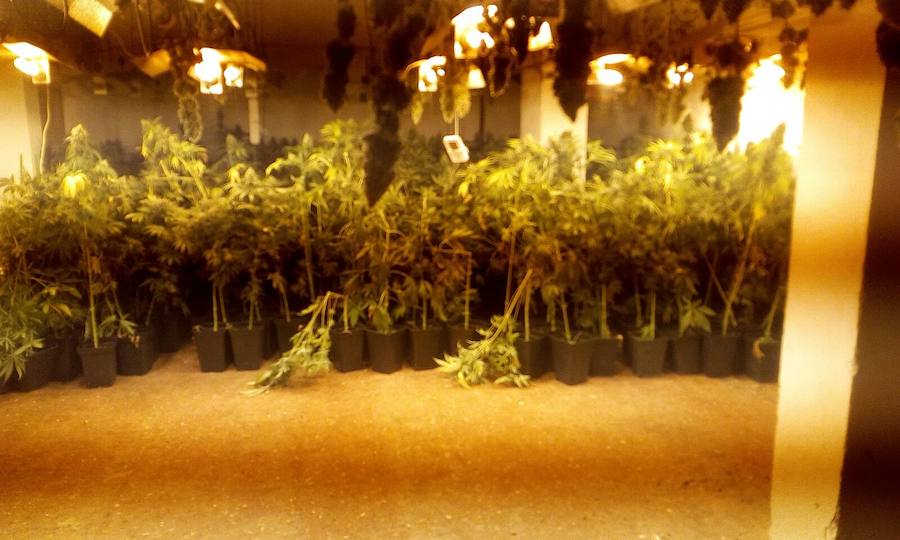 Una casa entera dedicada a cultivar marihuana puede llegar a dar 50.000 euros cada tres meses.