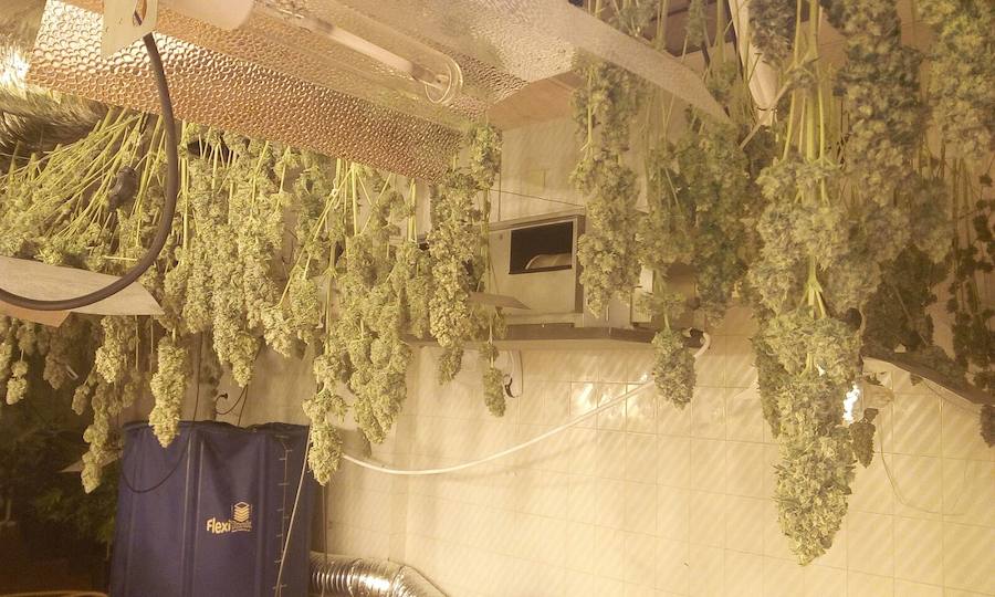 Acondicionar bien una casa para una plantación 'indoor' cuesta alrededor de 25.000 euros.