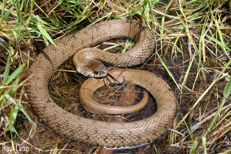 Culebra de collar mediterránea