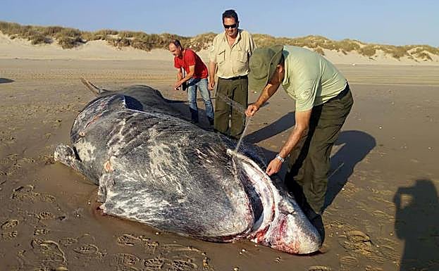 El tiburón mide 9 metros.