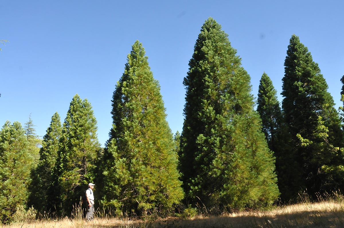 Secuoyas de Bolones, en el Parque Natural de la Sierra de Huétor 