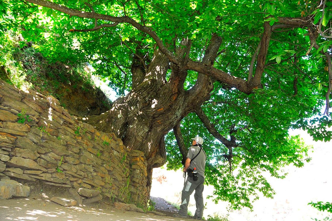 Bajo la copa del castaño el Abuelo, en la vereda de la Estrella.