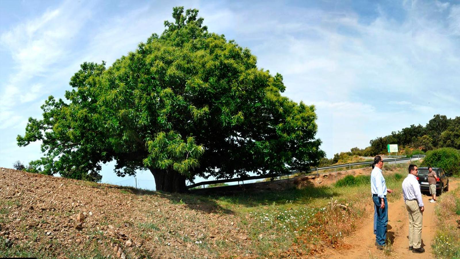 El enorme castaño del Haza del Lino, en la carretera que discurre desde Órgiva hacia Albuñol.