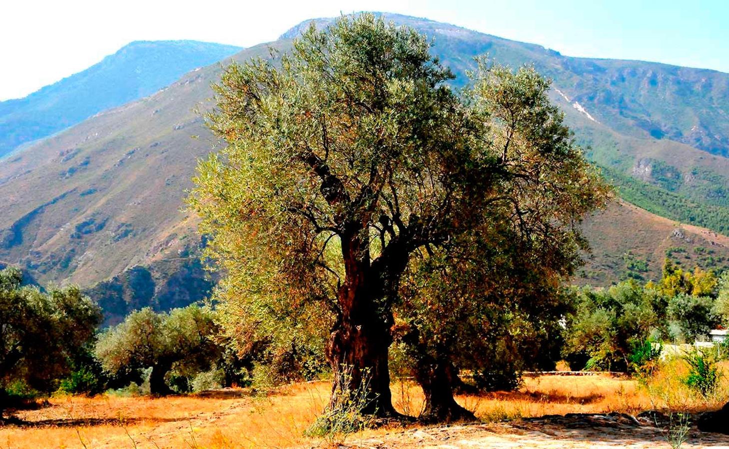 Olivos centenarios de Órgiva, forman parte de una bonita ruta junto al río Guadalfeo.