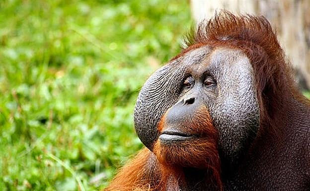 El ser humano ha condicionado la evolución del orangután