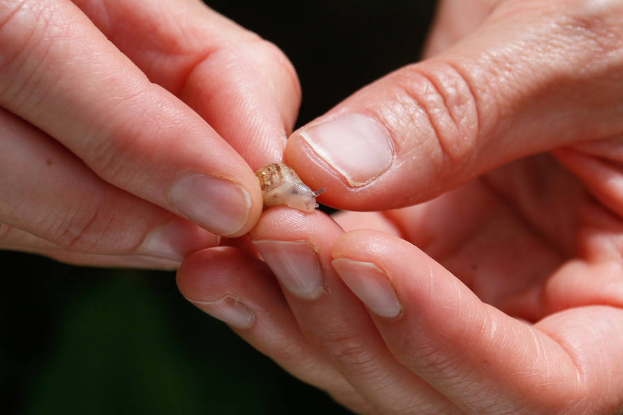 Una granja familiar en Cenes de la Vega produce este exclusivo manjar que se vende a 1.600 euros el kilo.